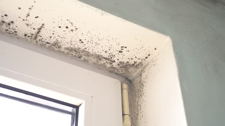 Best Commercial Mold Inspection  in Quincy, FL